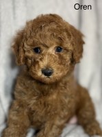 Toy Poodle Puppies from AKC Lines – Raised with Heart Poodle Toy for sale/adoption