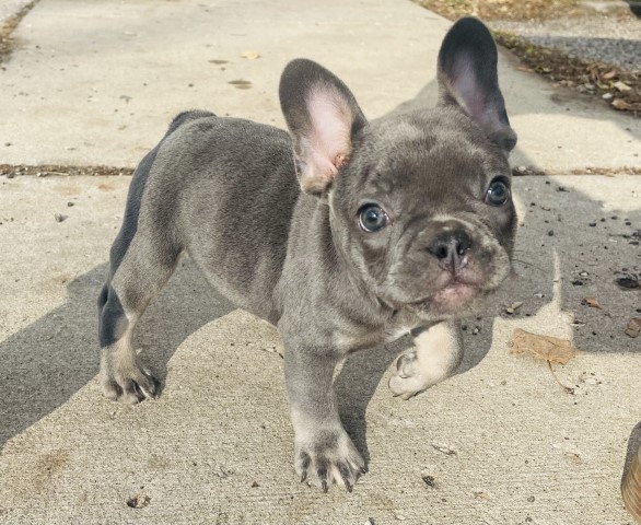 French Bulldog puppy for sale + 63195