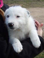 ABCA Border Collie puppy, DOB 11-14-2025, Out of working bred stock Border Collie for sale/adoption