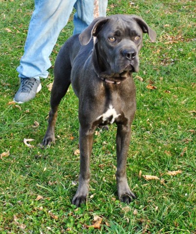 Cane Corso puppy for sale + 56043