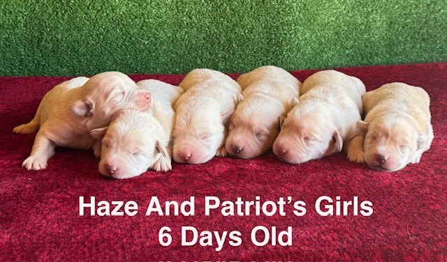 AKC Yellow/Champagne Labrador Puppies