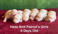 AKC Yellow/Champagne Labrador Puppies Labrador Retriever for sale/adoption