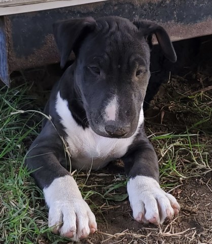 Bull terrier pup ready for you...