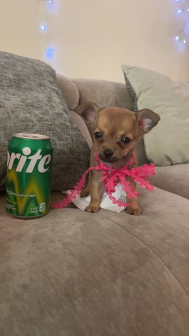Chihuahua puppy for sale + 64950