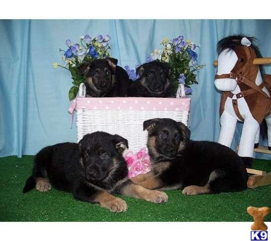 King Size German Shepherd Puppies & Young Adults.  State Licensed.