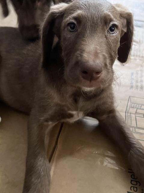 Great Danoodle Puppies