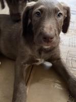 Great Danoodle Puppies Great Dane for sale/adoption