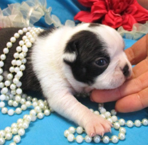 Boston Terrier puppy for sale + 54144
