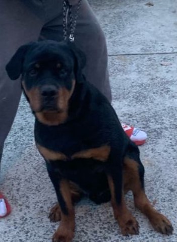 German/Russin 7 Month Old Male Rottweiler For Sale!!!