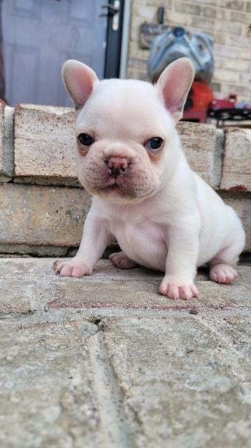 French Bulldog puppy for sale + 56601