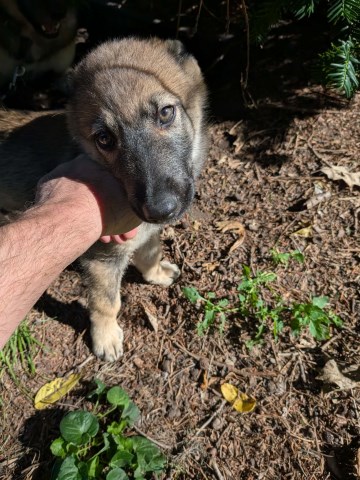 German Shepherd Dog puppy for sale + 67214