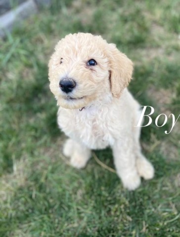 Labradoodle puppies