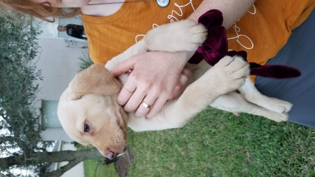 AKC Labrador Puppy ~Willow