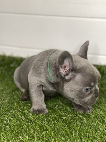 New shade isabella maker