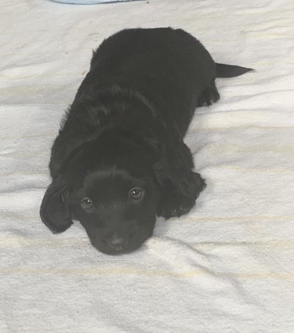 Dachshund puppy for sale + 57402