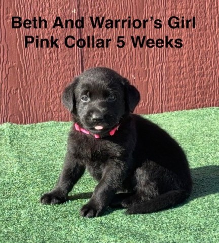 Labrador Retriever puppy for sale + 67240