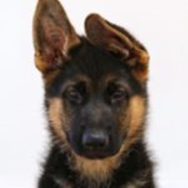 German Shepherd Dog puppy for sale + 61308