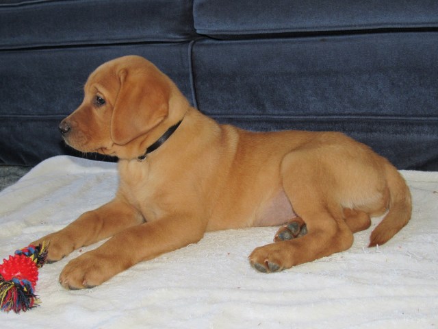 Labrador Retriever puppy for sale + 51633
