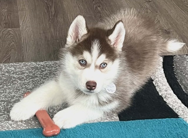 Siberian Husky puppy for sale + 66948