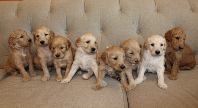 Goldendoodle F2b males and females available