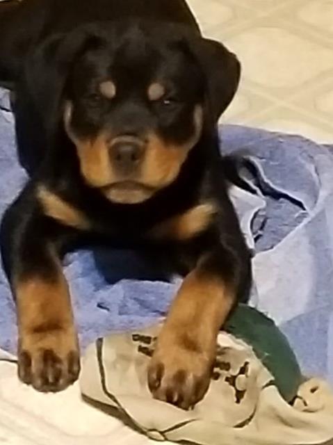 Rottweiler puppy for sale + 57373
