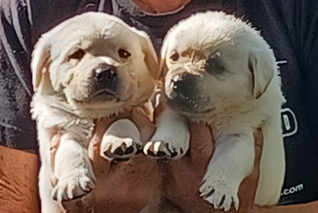 Yellow Lab pups