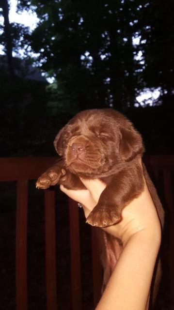 Labrador Retriever puppy for sale + 49313