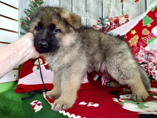 German Shepherd Boys.  Big Old Fashion Type.