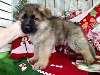 German Shepherd Dog thumbnail