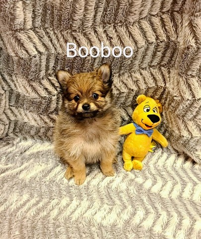 Pomeranian puppy for sale + 65054