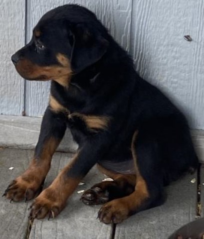 Rottweiler puppy for sale + 66728
