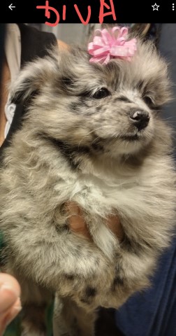 Pomeranian puppy for sale + 63621