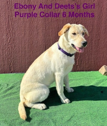 Labrador Retriever puppy for sale + 66230