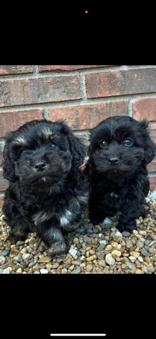 Cockapoo Puppies!