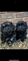 Cockapoo Puppies! Cockapoo for sale/adoption