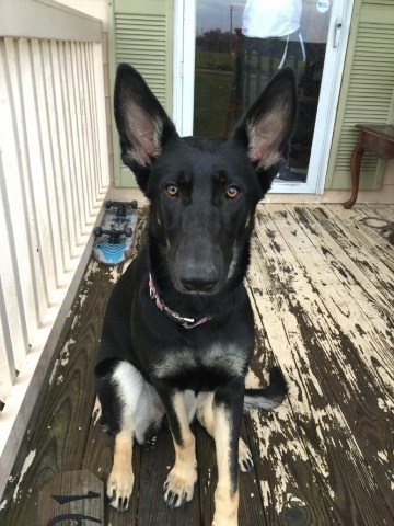 Beautiful german shepherd for sale