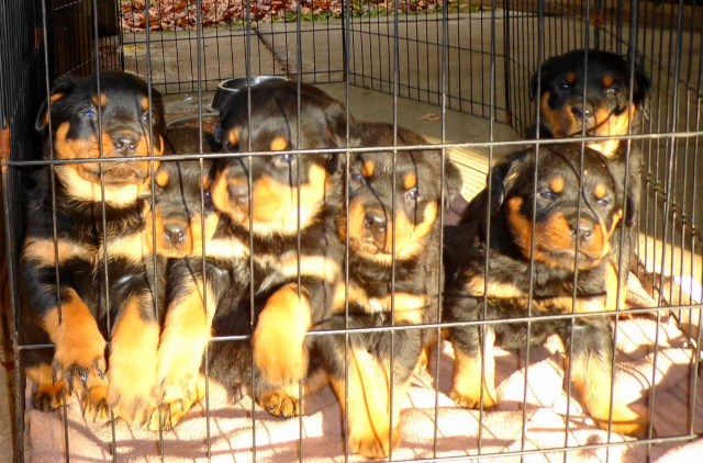 Rottweiler puppy for sale + 67213