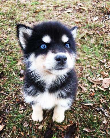 Siberian Husky puppy