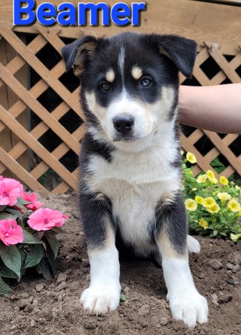 Aussie Husky mix born 4-13-23 call 231 821 0742