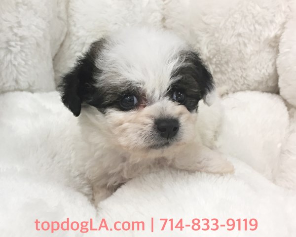 Maltese puppy for sale + 52752