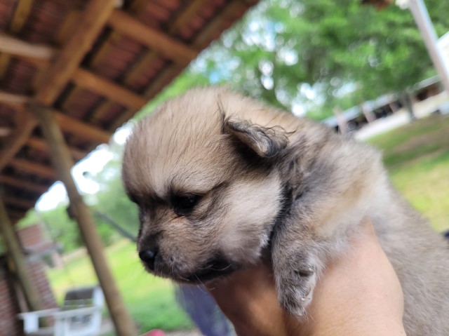 Pomeranian male puppy available