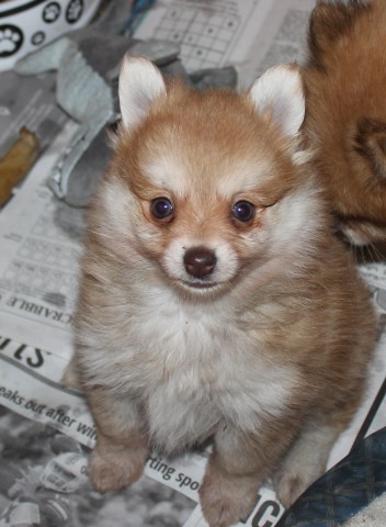 Pomeranian puppy for sale + 53650