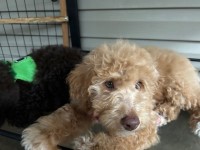 The Larbradoodle Bluff Labradoodle for sale/adoption
