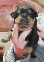 AKC Rottweiler Puppies Rottweiler for sale/adoption