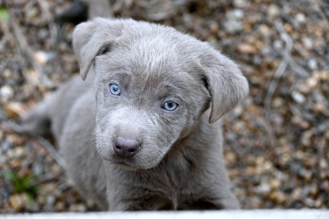AKC Silver Labrador Retriever Puppies for Sale