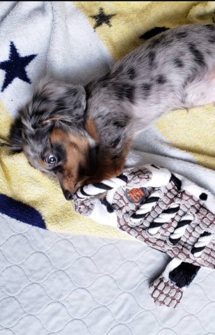 Dachshund puppy for sale + 64489