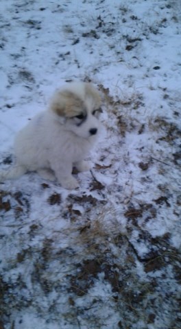 Great Pyrenees puppy for sale + 51502