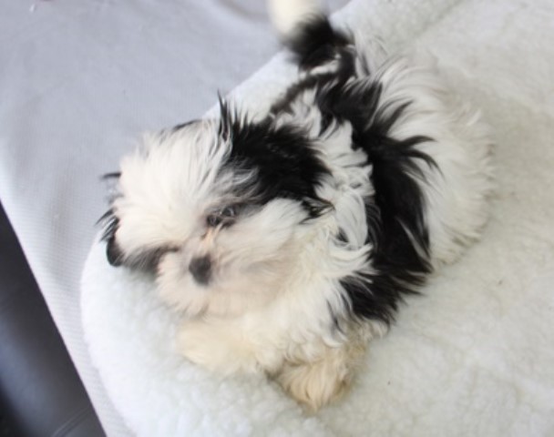 Shih Tzu puppy for sale + 62713