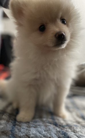 Pomeranian puppy for sale + 63867