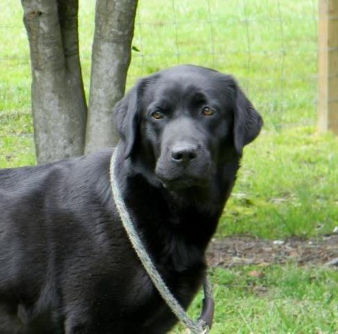 Labrador Retriever puppy for sale + 65890